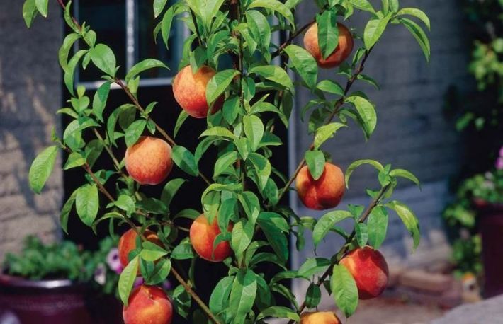 Alegerea si plantarea piersicului in gradina proprie