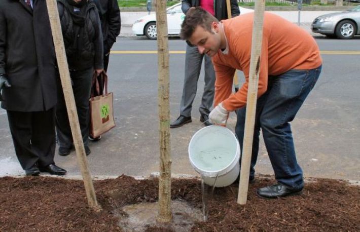 Cum sa faci transplantarea unui copac?