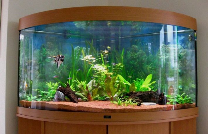 Cum sa muti in siguranta un acvariu?