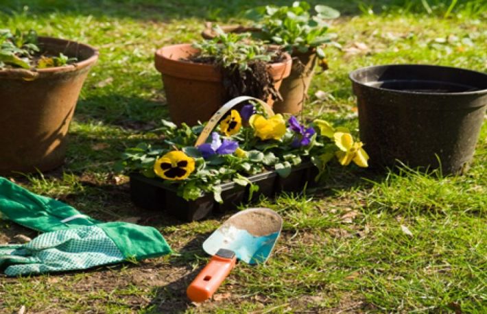 Sfaturi utile pentru gradinarit