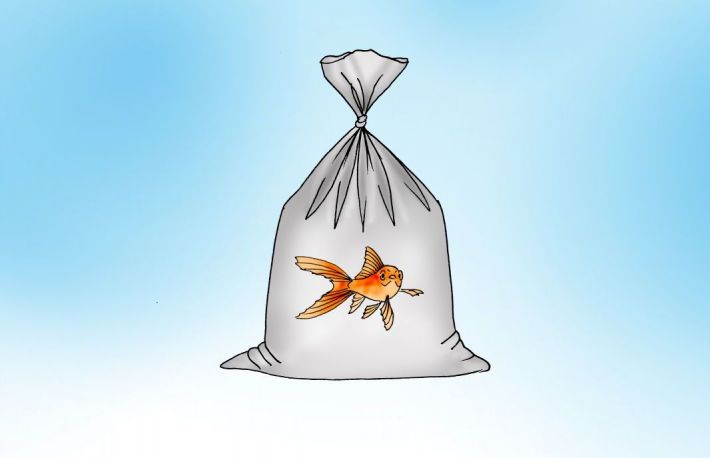 Cum sa aclimatizezi un peste?