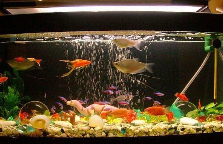 Cum sa adaugi un nou peste tropical in acvariul tau?