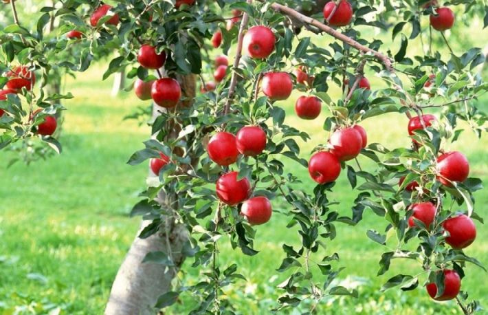 Cum sa cresti un mar?