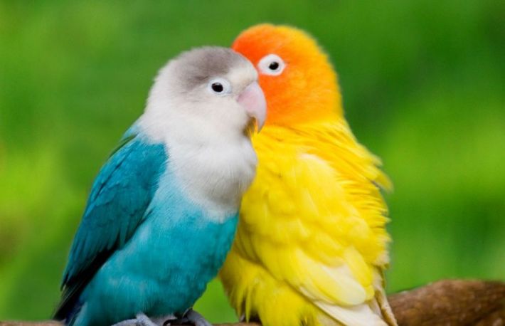 Cum inveti un papagal sa vorbeasca