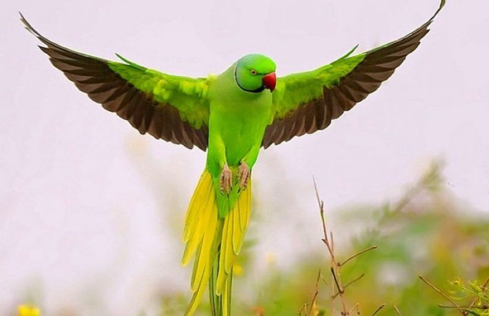 Cum tratezi un papagal bolnav?