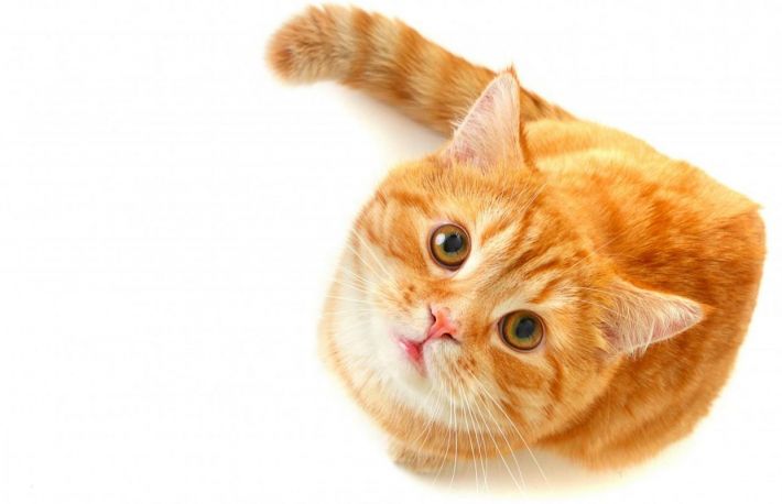 Cum sa opresti pisica sa isi marcheze teritoriul?