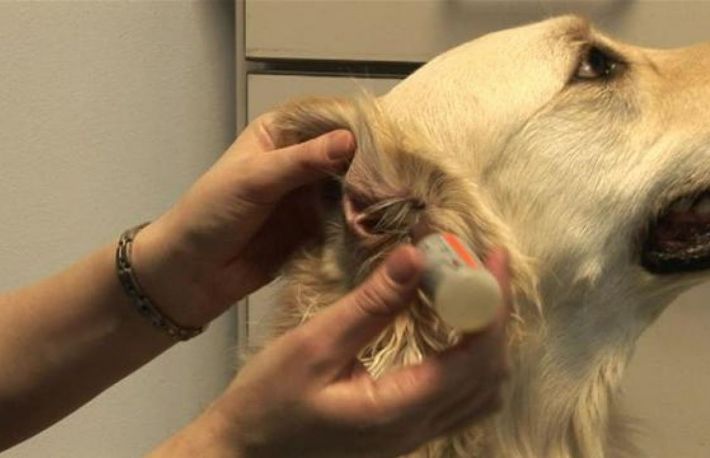 Cum sa tratezi infectia de ureche la un caine?