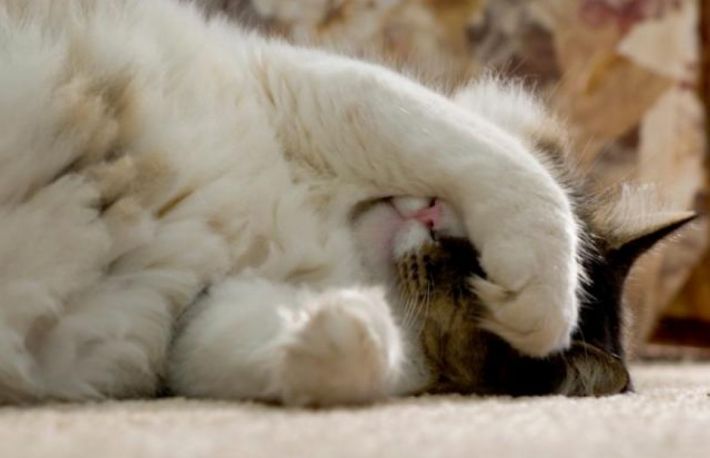 Cum sa tratezi diareea la pisici?