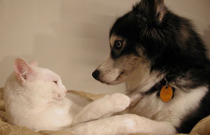 Remediu natural pentru purici si capuse