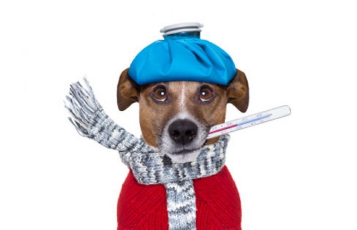 Cum se ia temperatura unui caine?