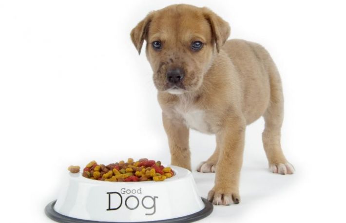  Cum sa alegi o mancare sanatoasa pentru caini 