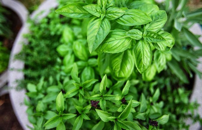 Busuiocul, condimentul din bucatarie cu beneficii in sanatate