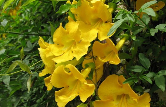 Gheara matei - remediul naturist care vindeca tumorile