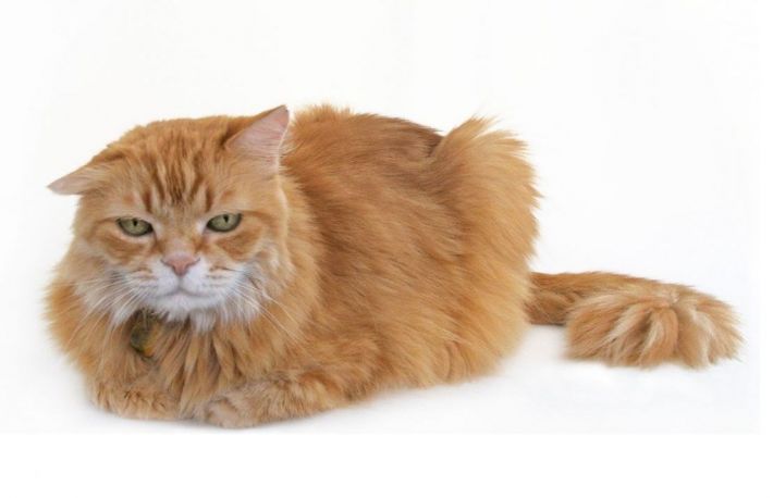 Cum se identifica si se trateaza constipatia in cazul felinelor 