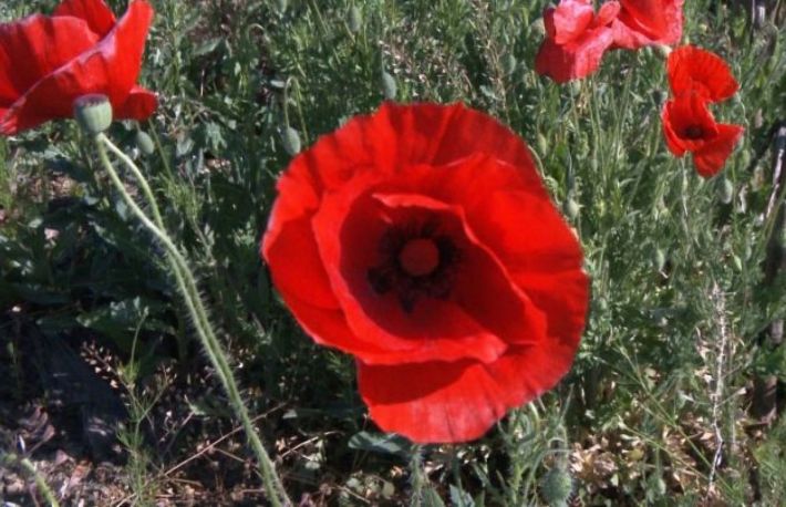 Cum se cultiva macul?