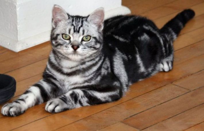 Cum sa oferi primul ajutor unei pisici care si-a rupt piciorul