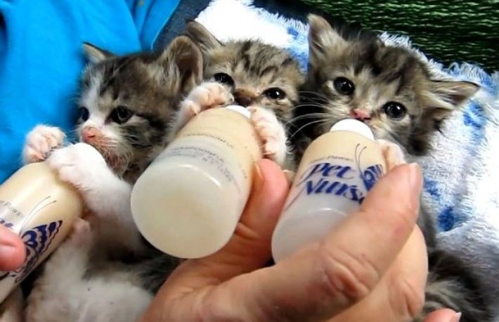 Cum se hranesc puii de pisica nou-nascuti