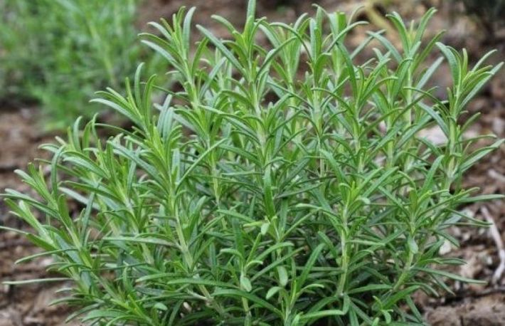 Cum se cultiva rozmarinul 