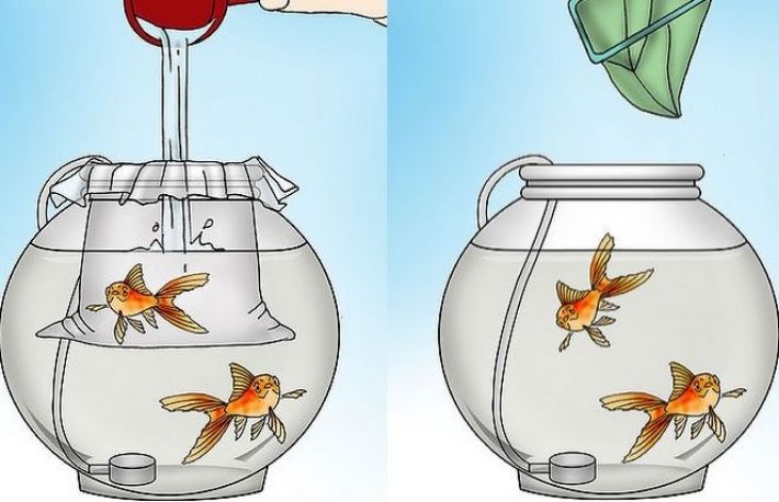  Cum se realizeaza ciclarea unui acvariu