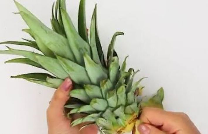 Cum sa cultivi ANANAS la tine acasa