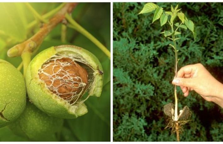 Cum sa plantezi un nuc