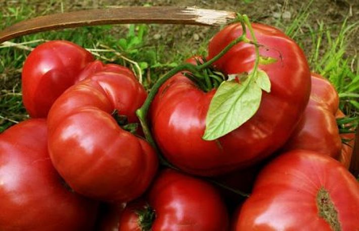 Cum sa cresti ROSIILE mai rapid. Fara solar sau rasaduri!