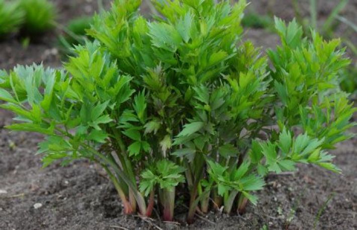 Cum actioneaza LEUSTEANUL asupra organismului