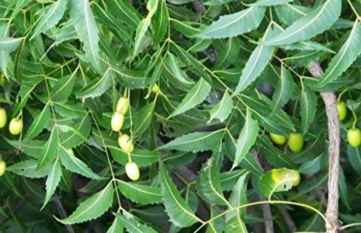 Cum sa folosesti uleiul de NEEM. Beneficii uimitoare