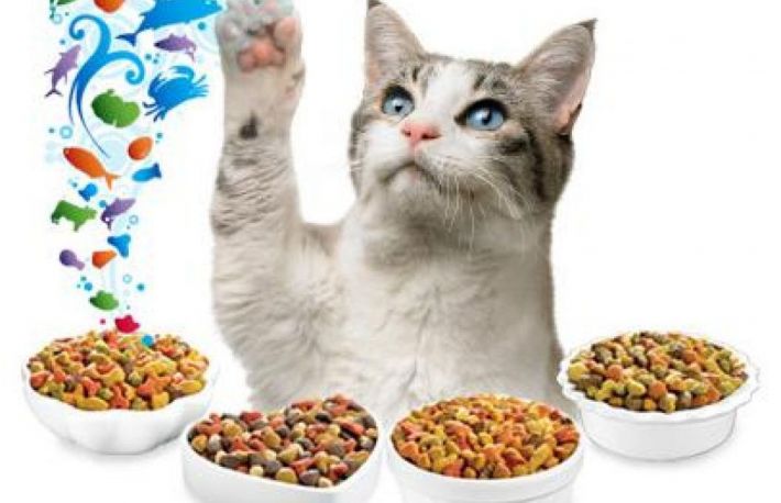 Cum sa alegi mancarea potrivita pentru pisica ta?