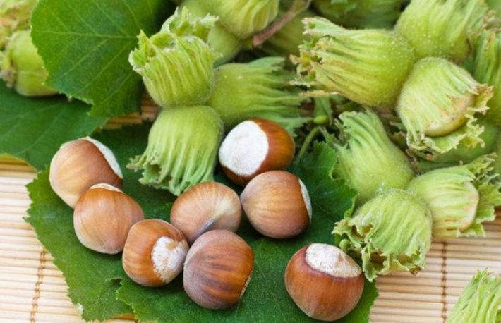 Cum si de ce sa plantezi un ALUN in curte