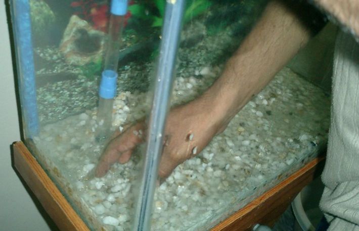 Cum sa tratezi apa din acvariu?