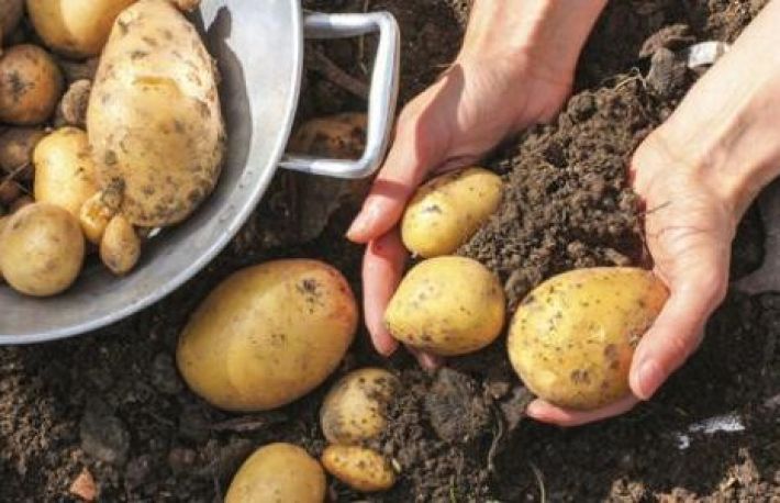 Cum sa pastrezi CARTOFII dupa recoltare