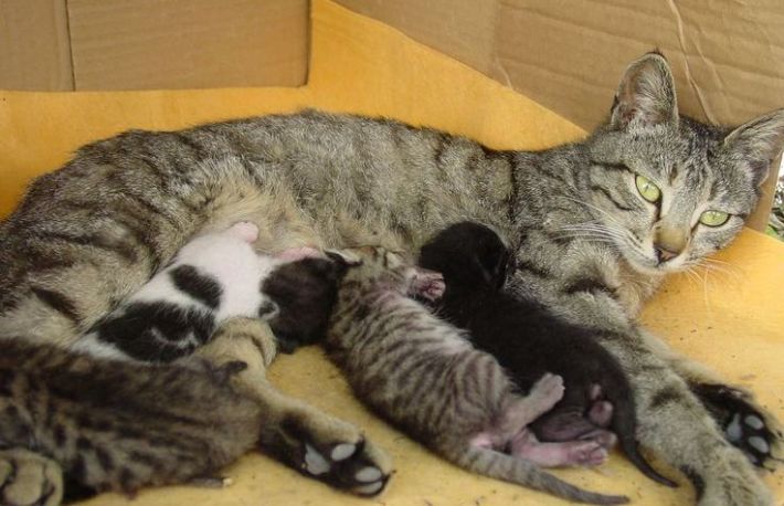 Cum sa ingrijesti PISICA inainte si dupa FATARE (II)