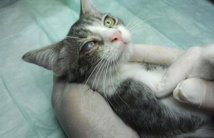 Ochii pisicii tale s-au albit? Du-o la veterinar. Sufera de...