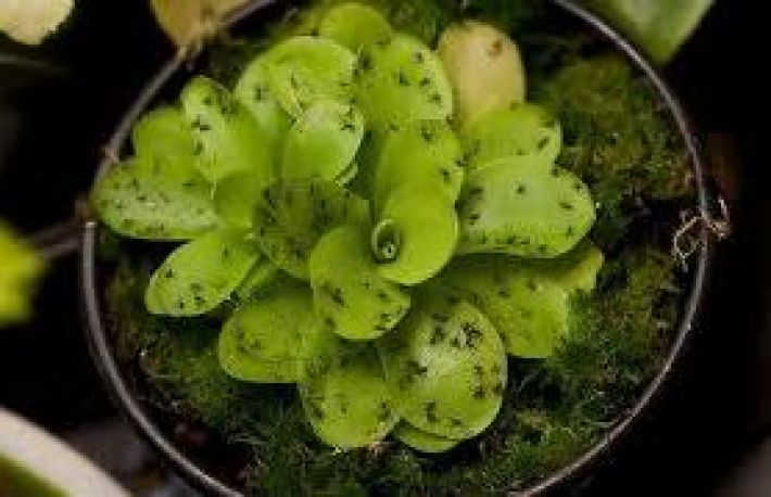 Cum sa scapi de insectele care dauneaza plantelor de interior. O metoda mai simpla nu exista