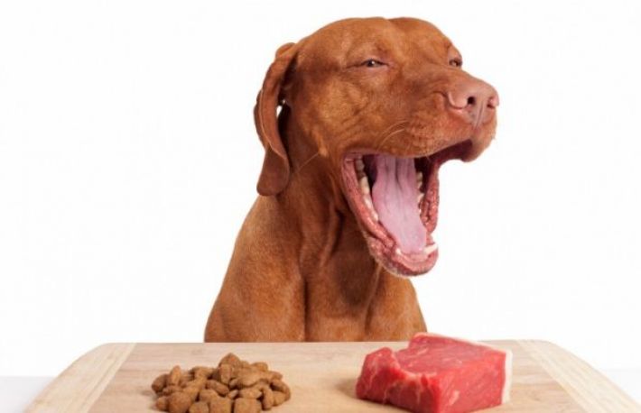 Cum sa ai grija de animalul de companie. Nu ii da carne cruda