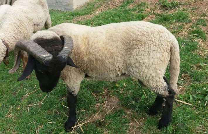 Inmultirea oilor. Cum sa recunosti un berbec bun de prasila