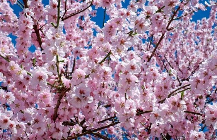 Florii. Traditii si obiceiuri