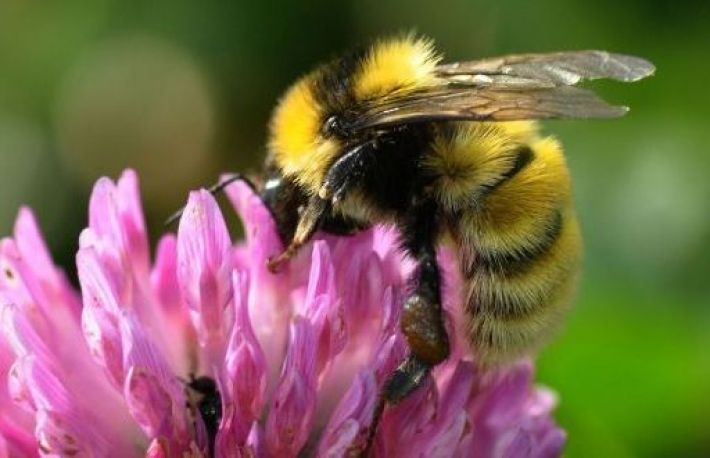 Cum sa salvezi albinele extenuate