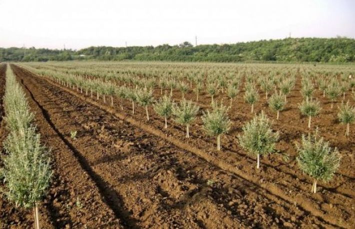 Cum sa alegi o cultura profitabila pe un teren mic