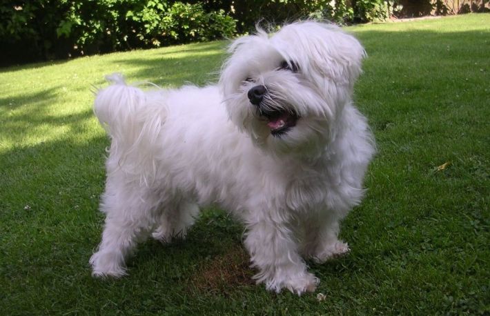 Vrei sa adopti un bichon? Iata ce trebuie sa stii despre aceasta rasa