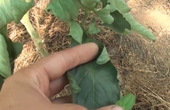 De ce se curbeaza frunzele rosiilor