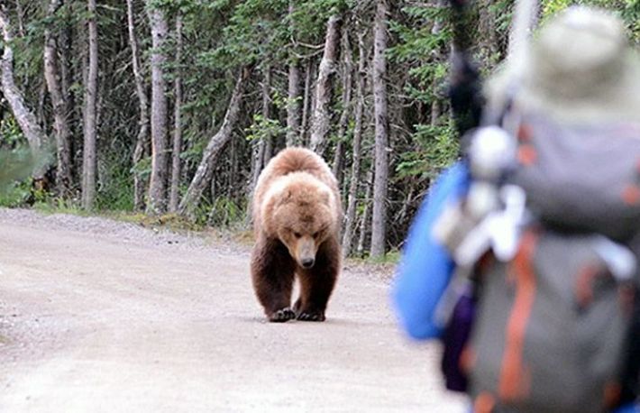 Cum sa ramai in siguranta daca te intalnesti cu un animal salbatic