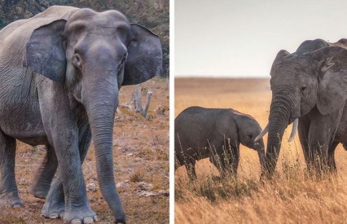 Cat dureaza sarcina in cazul acestor animale. Vei ramane surprins!