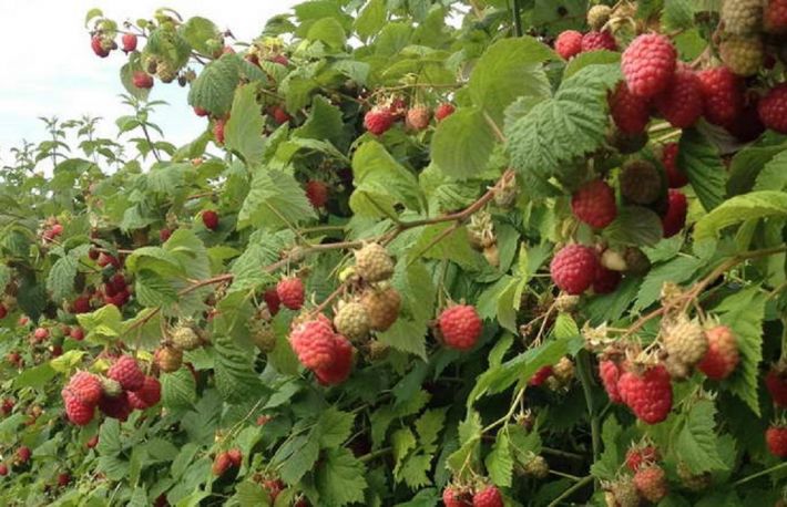 Cum sa tai zmeurul pe timp de toamna