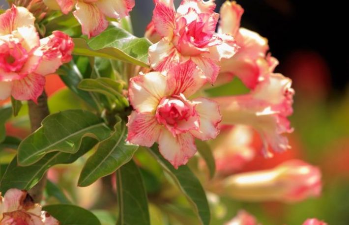 Cele mai toxice plante de interior