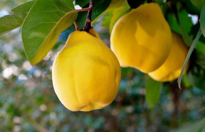 Cum si cand sa faci stropirile la gutui