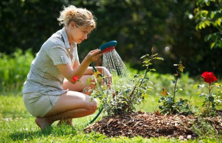 Cum sa ingrijesti trandafirii. Udarea este esentiala 