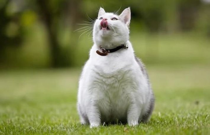 Pisica ta s-a ingrasat? Iata ce trebuie sa faci