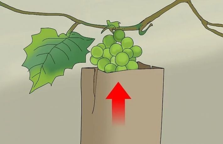 Cum sa protejezi strugurii de atacul pasarilor